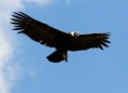 /album/quinto-xi-region/h-385-condor-14222037-xl-jpg/